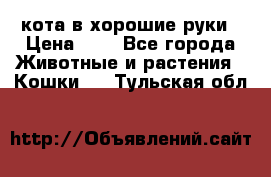 кота в хорошие руки › Цена ­ 0 - Все города Животные и растения » Кошки   . Тульская обл.